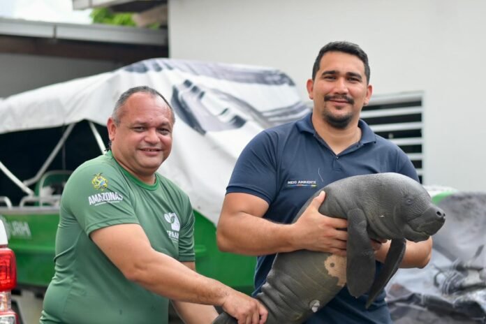 Filhote de peixe-boi ferido por arpão é resgatado no Amazonas e inicia reabilitação no Inpa, em Manaus