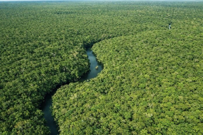 Desmatamento no Amazonas cai 30,1% no primeiro trimestre de 2026, segundo o Inpe. Fiscalização ambiental e alertas aumentaram no estado.
