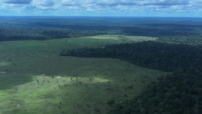 Operação Tamoiotatá 6 aplicou R$ 57 milhões em multas e embargou 8,2 mil hectares por desmatamento ilegal no Amazonas.