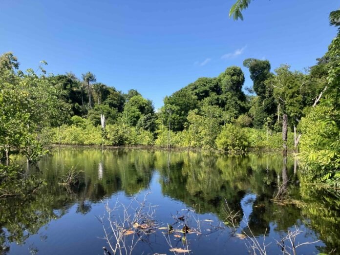 Parceria entre CNPq e Fapeam garante recursos para mapear a biodiversidade na Amazônia, focando em políticas públicas e monitoramento ambiental.