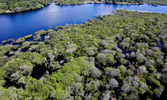Desmatamento na Amazônia registra queda de 35% em junho de 2026 e alcança a menor área sob alerta dos últimos 20 anos.