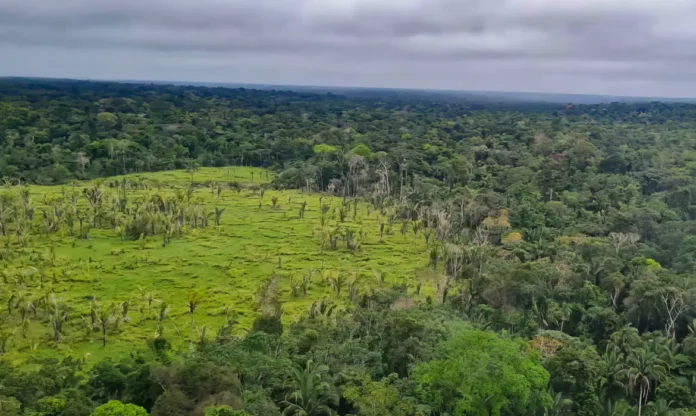 Terras indígenas tiveram desmatamento zero em 60% dos territórios da Amazônia entre agosto de 2025 e julho de 2026.