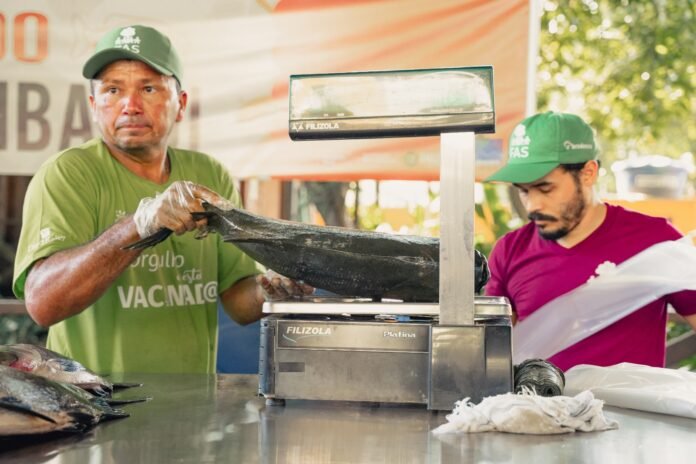 Manaus recebe neste sábado feira com 8 toneladas de tambaqui manejado da RDS Mamirauá. Venda começa às 7h e beneficia 21 famílias.
