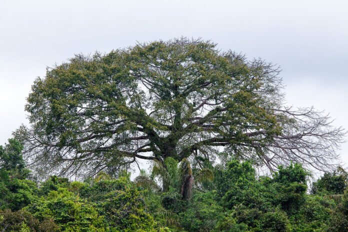 Seminário no Inpa em Manaus discute como as árvores altas da Amazônia enfrentam a seca, a limitação hidráulica e os impactos do CO₂.