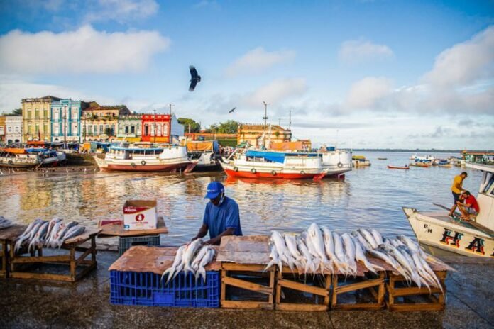 Amazônia reúne mais de 2,7 mil espécies de peixes de água doce e enfrenta ameaças à biodiversidade, à pesca e aos rios.
