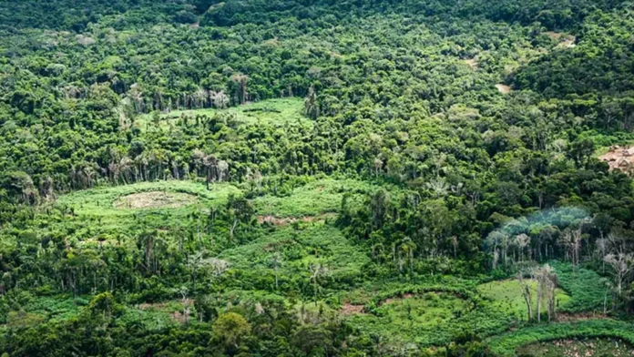 Bioeconomia na Pan-Amazônia reúne 232 políticas públicas de nove países em plataforma que busca ampliar a cooperação e o acesso ao financiamento.